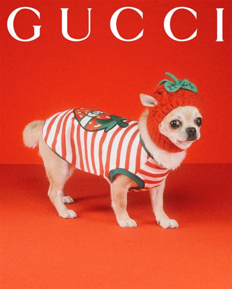 gucci zoo|Designer Pet Collection .